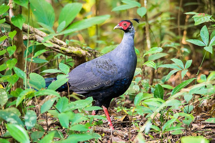 Siamese fireback. Credit: Rushenb (via Wikimedia Commons)
