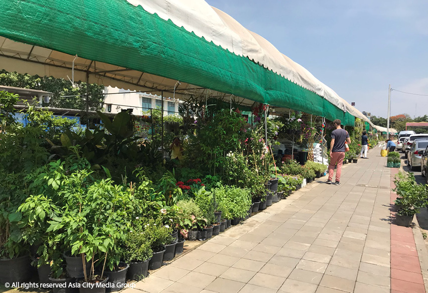 Bring nature into your home with Bangkok's best plant markets - BK Magazine  Online | The insider's guide to Bangkok