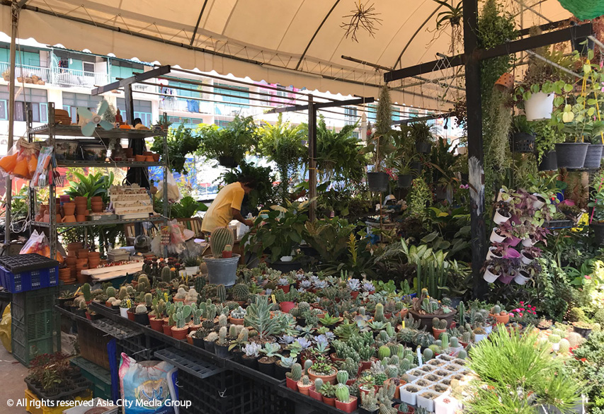 Bring nature into your home with Bangkok's best plant markets - BK Magazine  Online | The insider's guide to Bangkok