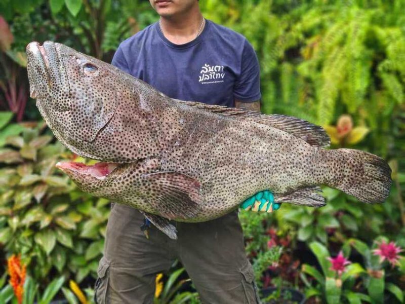 Thai fish trend is slowly but surely taking over Bangkok’s dining scene ...