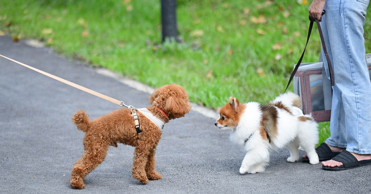 Know the rules for taking your doggo to Benjakitti Park