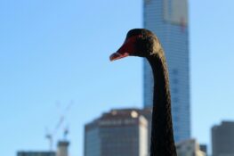 A walk on Melbourne’s wild side