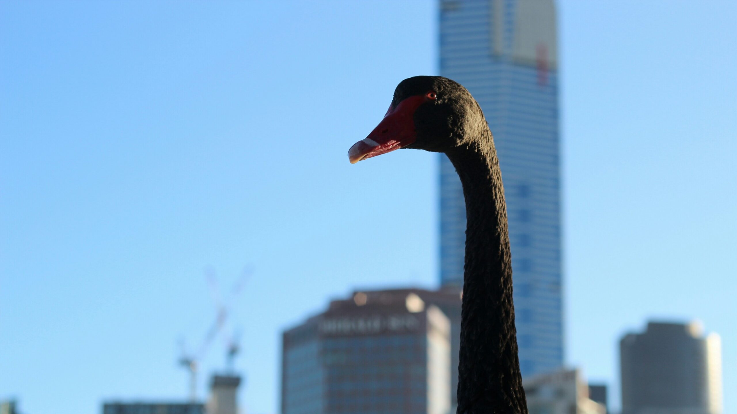 A walk on Melbourne’s wild side