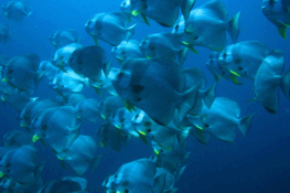 Pretend you’re a marine biologist…in the Maldives, no less