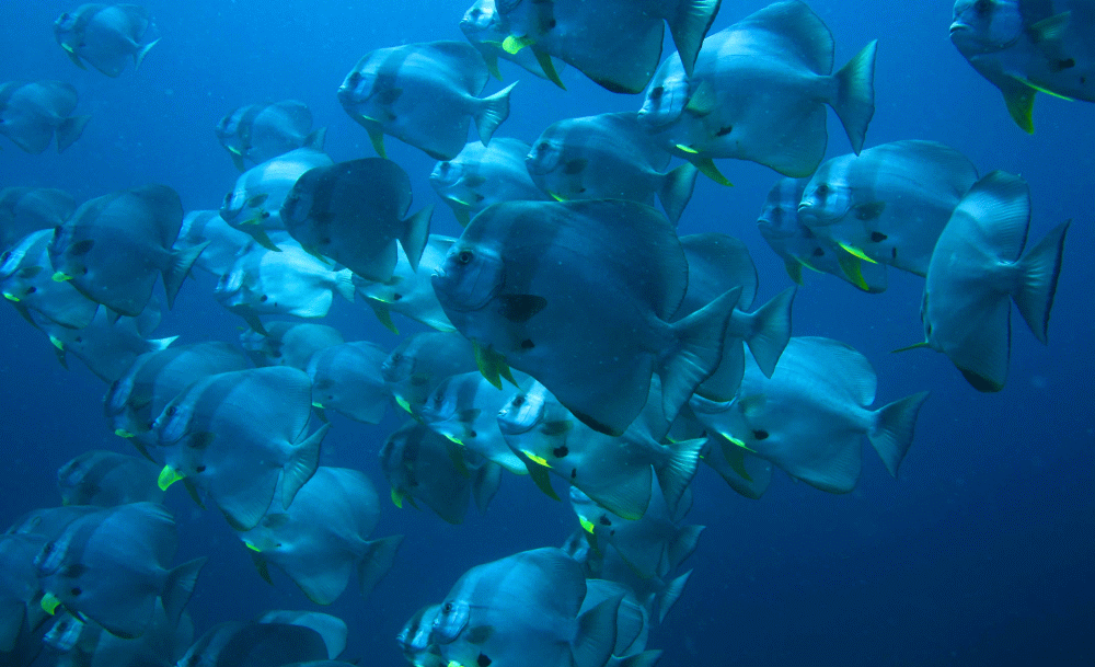 Pretend you’re a marine biologist…in the Maldives, no less