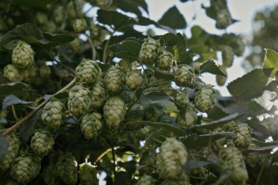 This documentary wants to show you the artistic side of beer