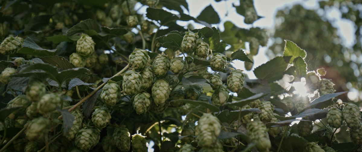 This documentary wants to show you the artistic side of beer