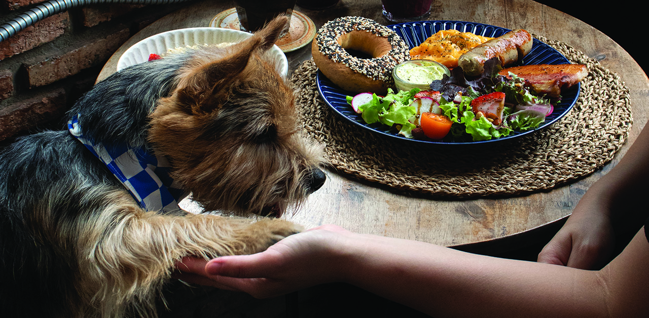 This city is going to the dogs: A pet-friendly guide to Bangkok