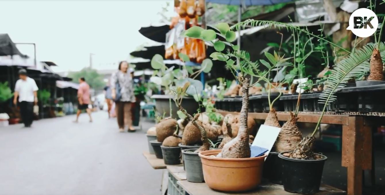 JJ Plant and Flower Market is an oasis for green thumbs