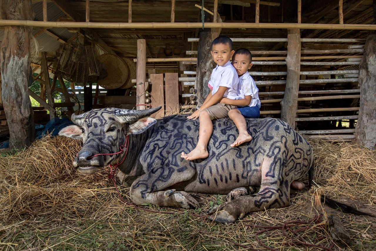 The art project tackling Thailand’s social stigma through painted buffaloes