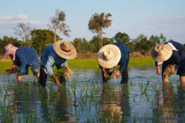 Thailand’s Siam Organic wins global social enterprise competition