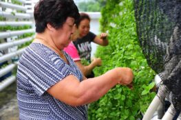 How urban farming in Singapore might just work—and why you should get into it