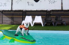 Bangkok’s Best Dog Hotels
