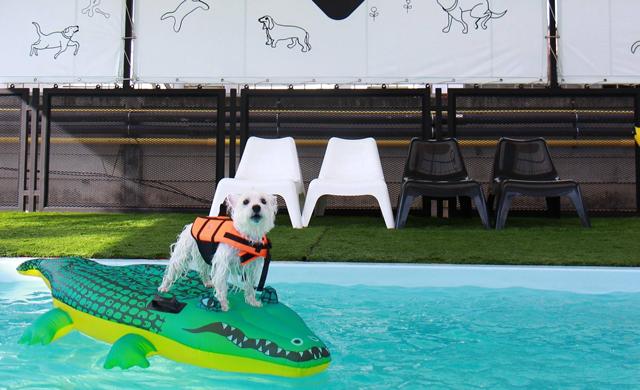 Bangkok’s Best Dog Hotels