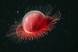 ArtScience Museum’s The Deep exhibition is worth the trip down