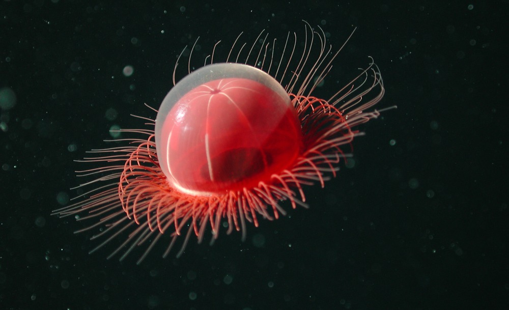 ArtScience Museum’s The Deep exhibition is worth the trip down