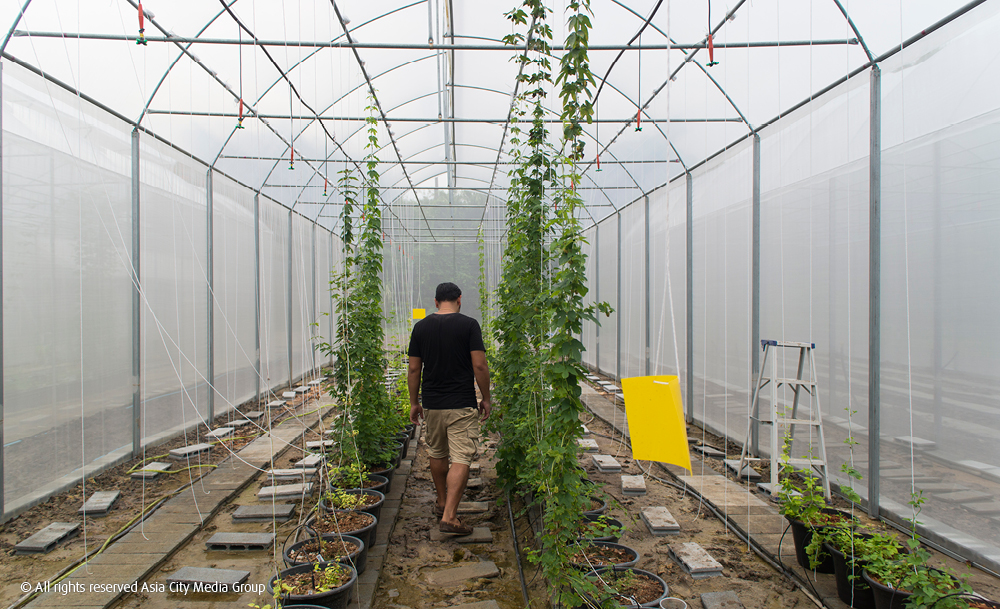 Thailand’s first hops farm takes craft brewing to the next level