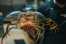 Absolutely Crabulous! Gigantic Thai crabs make a splash at Ministry of Crab