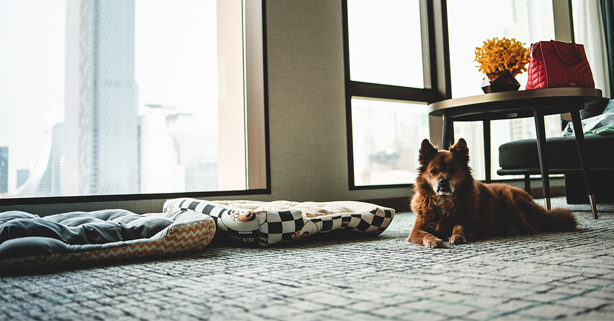 A street dog reviews the plush and pet-friendly Kimpton Maa-Lai