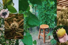 Opinion: I wanted to know where my weed comes from so I’m investing in an organic weed farm in Isaan
