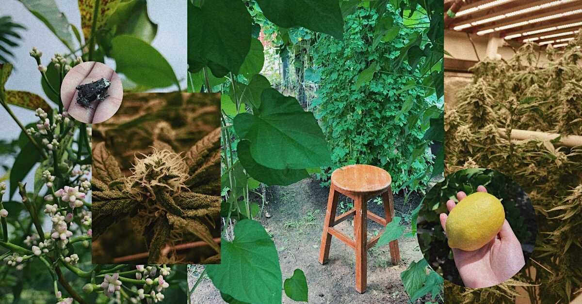 Opinion: I wanted to know where my weed comes from so I’m investing in an organic weed farm in Isaan