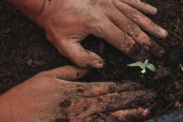 Yes, you can grow weed in Bangkok now. But how?