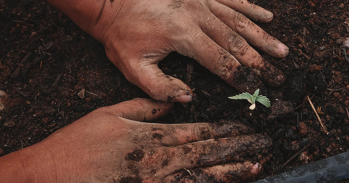 Yes, you can grow weed in Bangkok now. But how?