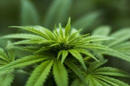 Anyone can apply to grow hemp in Thailand starting right now