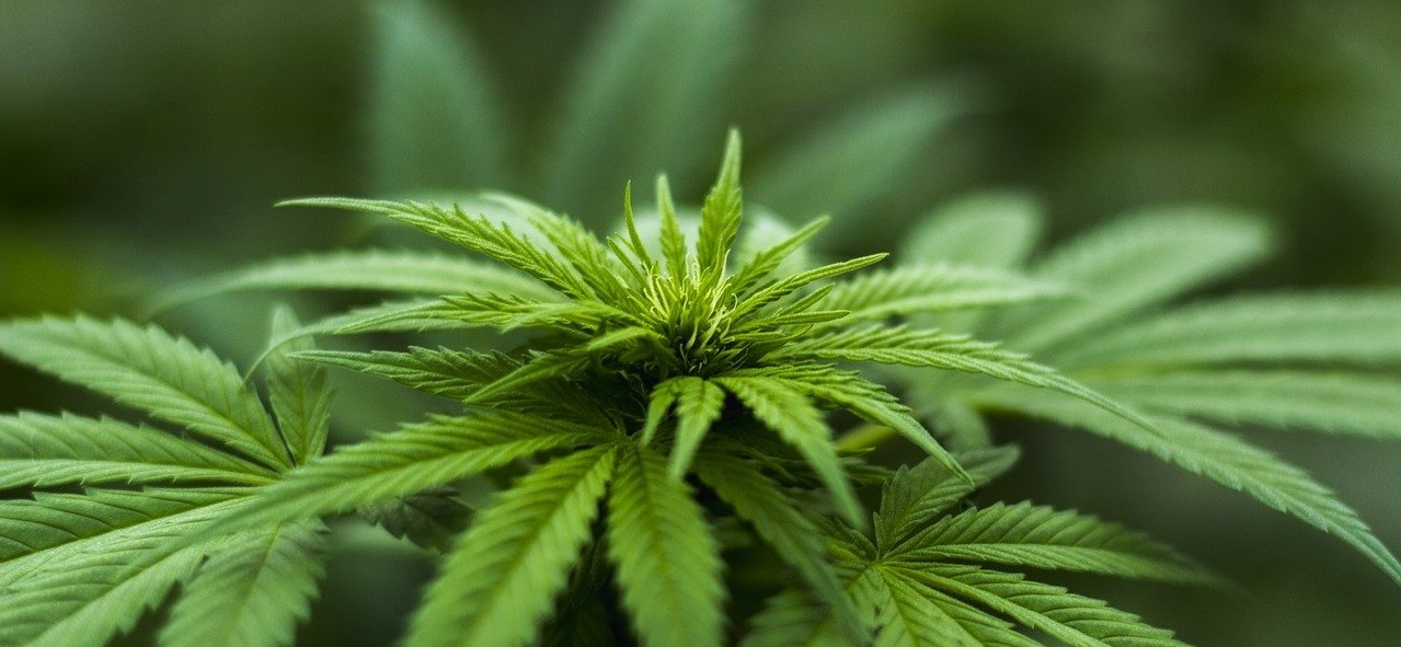 Anyone can apply to grow hemp in Thailand starting right now
