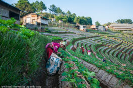 Chiang Mai becomes 4th Thai province covered by Michelin