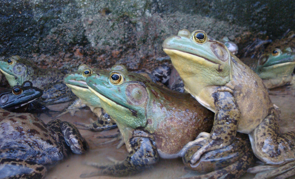 Jurong Frog Farm - BK Magazine Online | The insider's guide to Bangkok
