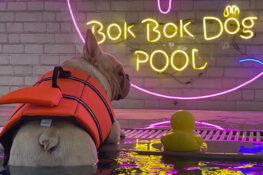 A day out for the doggos