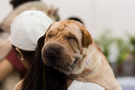 Pet Expo returns with focus on furkid wellness and dance classes for the pooches