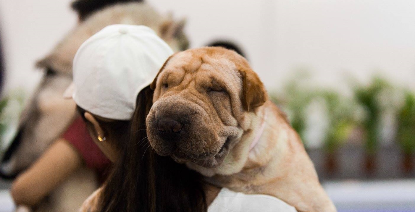Pet Expo returns with focus on furkid wellness and dance classes for the pooches