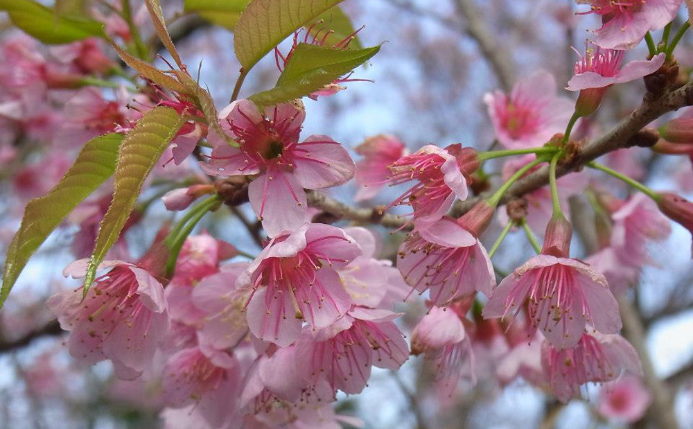 Nan’s Flower Season, Chiang Mai’s Lanna Folklife Museum and AOT’s Furby Ban