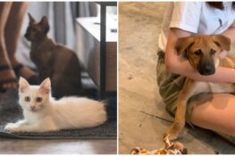 These fundraisers combine yoga, cats and puppies