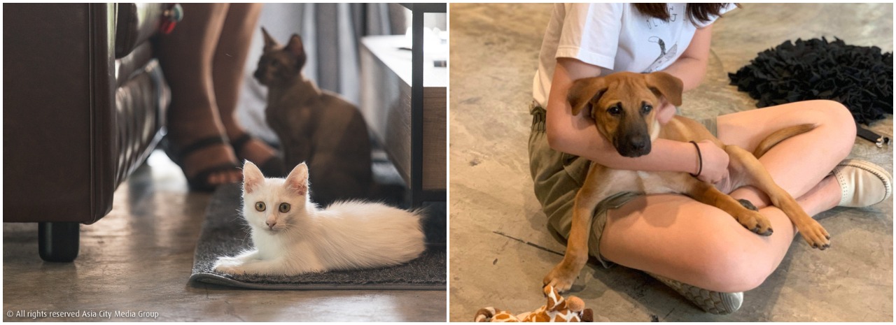 These fundraisers combine yoga, cats and puppies