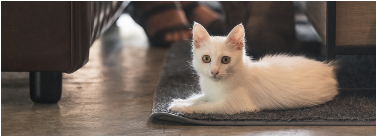 PAWS animal shelter is throwing a birthday bash in September
