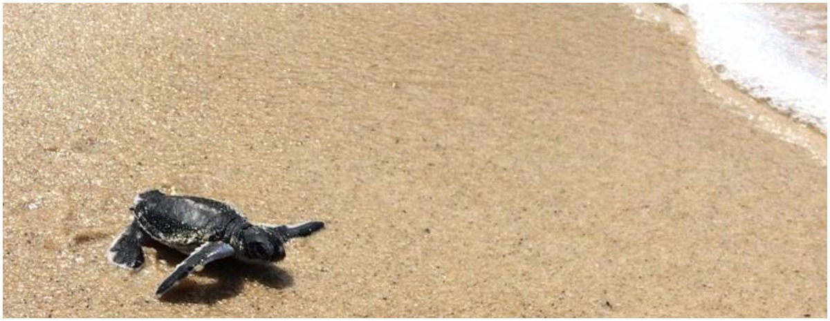 Samui welcomes 200 baby green turtles