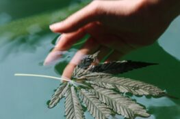 Herbal Remedy: Soothe yourself with Panpuri’s cannabis wellness experience