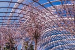Sakura Matsuri is back at Gardens by the Bay for cherry blossom season