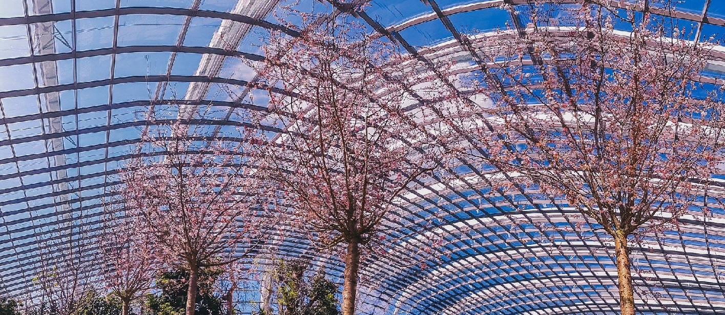 Sakura Matsuri is back at Gardens by the Bay for cherry blossom season