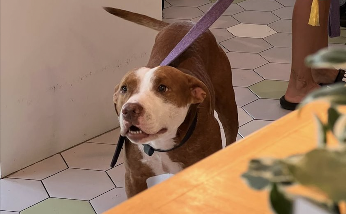 If you need a reason to visit Yen Akat, this pet-friendly brunch spot is a start