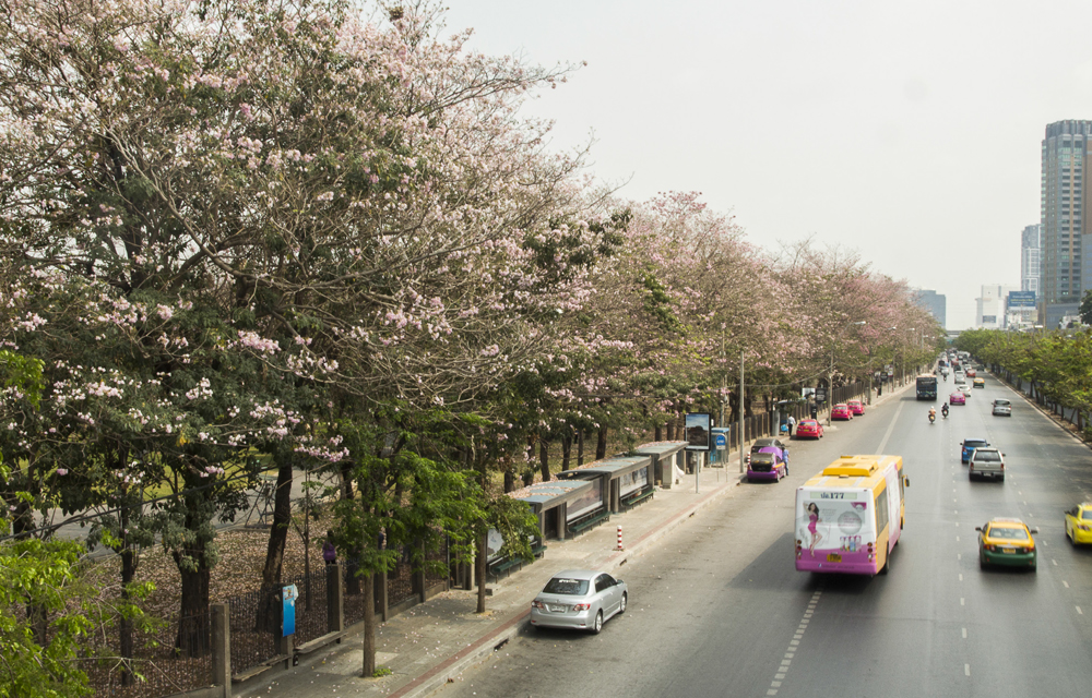 24 reasons Chatuchak is one of Bangkok’s most livable neighborhoods