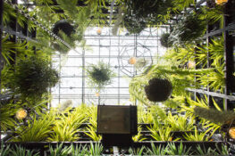 Tiny Gardens: Bangkokians turning their homes into urban green spaces
