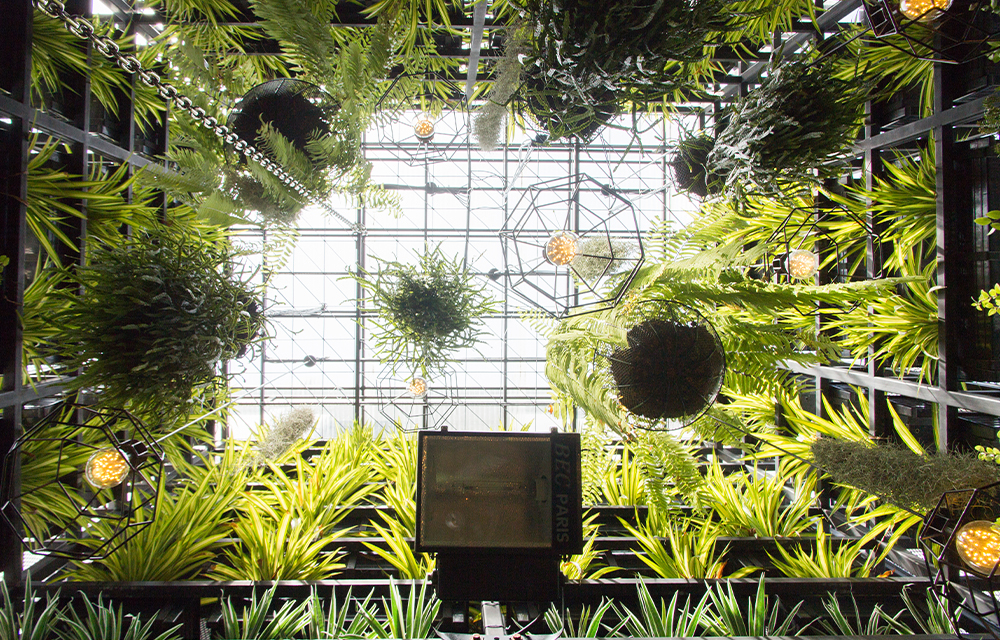 Tiny Gardens: Bangkokians turning their homes into urban green spaces