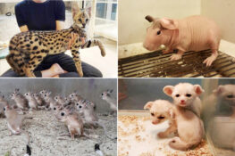 Pet shop owner on the ethics of bringing meerkats, serval cats and other exotic animals into Bangkok homes