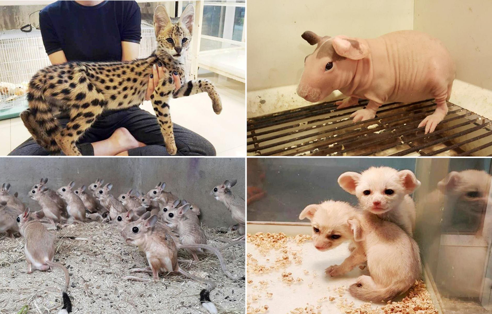 Pet shop owner on the ethics of bringing meerkats, serval cats and other exotic animals into Bangkok homes