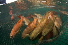 Sustainable Seafood Festival: Are you eating right to save our oceans?
