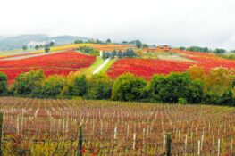 Do the Right Italian Job in Umbria
